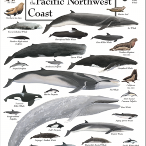 Animals of the Pacific Northwest Guide Posters-New Designs