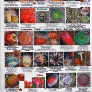 EZ Guide to Common Intertidal Invertebrates of the Salish Sea