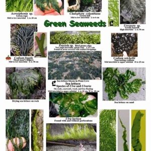 EZ Guide to Seaweeds of the Salish Sea